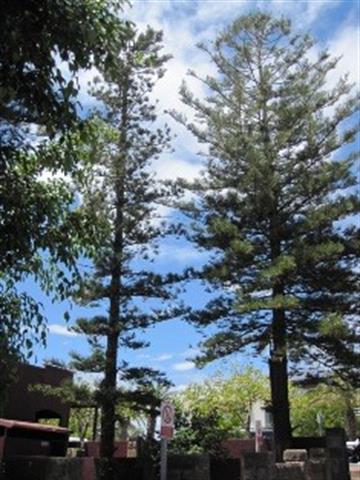 RH Trees 1