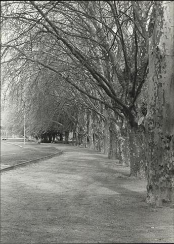 Closer view of plane trees West of fountain