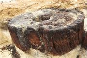 Jarrah section in situ after excavation
