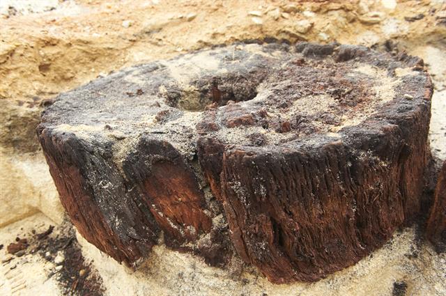 Jarrah section in situ after excavation