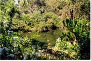 View of the pond