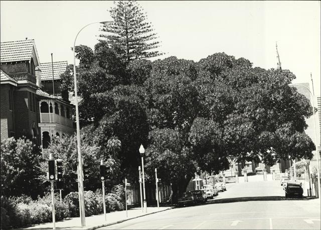 View of tree from Murray Street