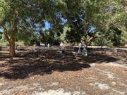 North Cemetery - Graves and landscape in 'Historical' section (2)