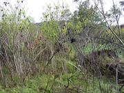 Building 2, interior - facing north-west (obscured by vegetation cover)
