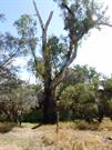 Stirling Tree