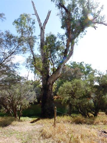Stirling Tree