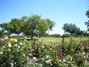 Rose Shrubery