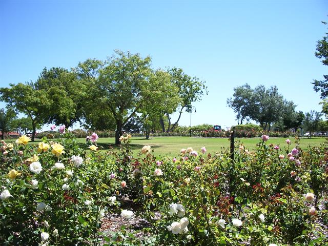 Rose Shrubery