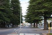 Trees in streetscape