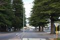 Trees in streetscape