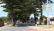 Geraldton-Beachlands Heritage Area Trees