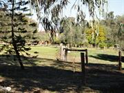 View of Cottage, obscured by trees