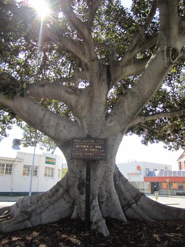 View of Tree and Plaque