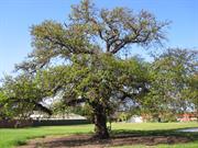 oak tree