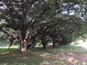 Oak Trees