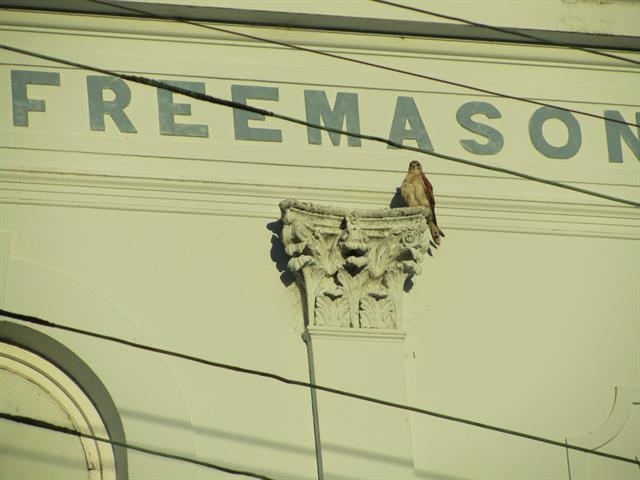 West elevation detail with bird 1
