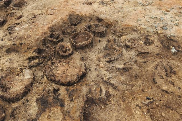 Jarrah sections under excavation