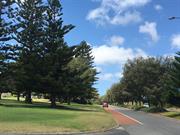 Boulevard Trees