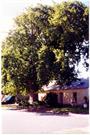 The English Oak Tree