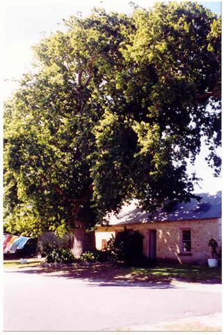 The English Oak Tree