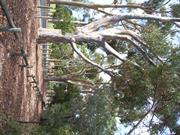 Surrounding park lands