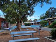 Large Tree with seating beneath