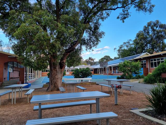 Large Tree with seating beneath