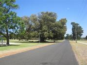 Moreton Bay Fig