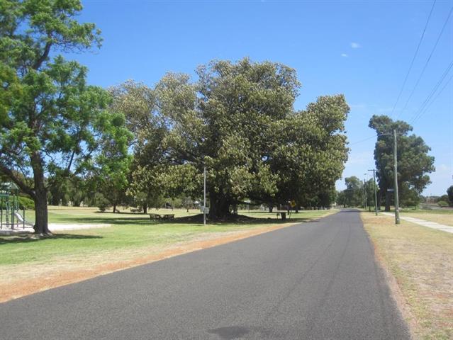 Moreton Bay Fig