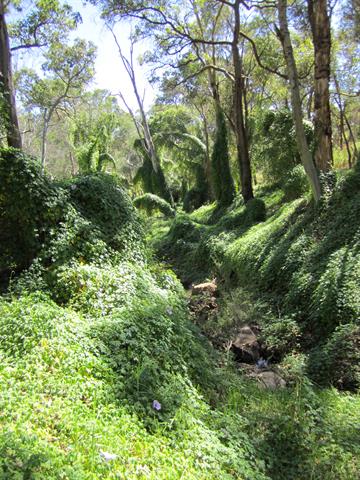 Neerigen Brook