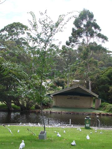 Bandstand from western side of river 2011