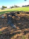 Rock sculpture of bobtail goanna by the lakeside