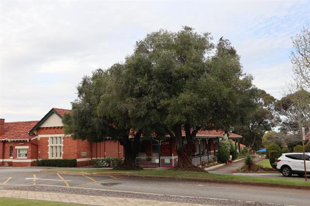 Olive Trees within Catherine McAuley Centre