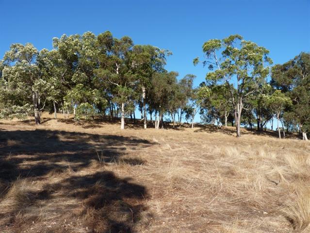 General views, northern portion of the site, trees