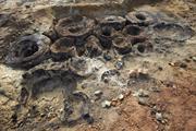 Jarrah sections in situ after excavation