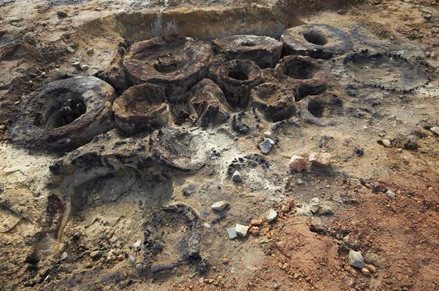 Jarrah sections in situ after excavation