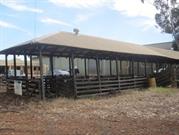 Calf Sale Yards