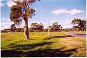 Distant view of the tree in public open space