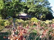 Front View of house, obscured by Vines