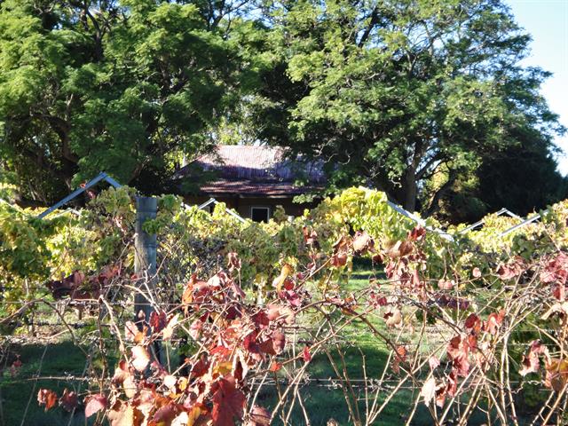 Front View of house, obscured by Vines