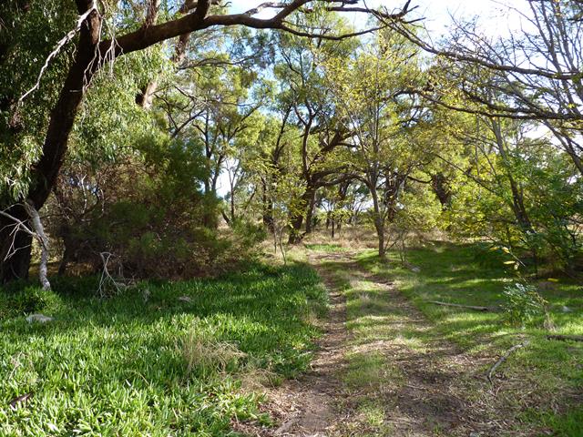 View west along track south of Postans' Cottage, pigface to the left