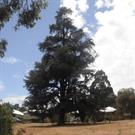Bridgedale Blues Atlas Cedar