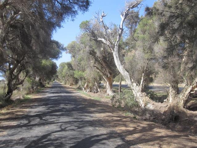 Cathedral Avenue