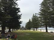 Trees