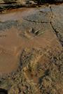 1.Theropod trackway Reddell Beach