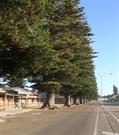 Trees in streetscape.