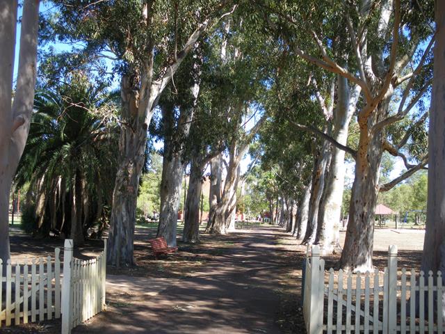 Avenue of Trees looking west from Meadow Street